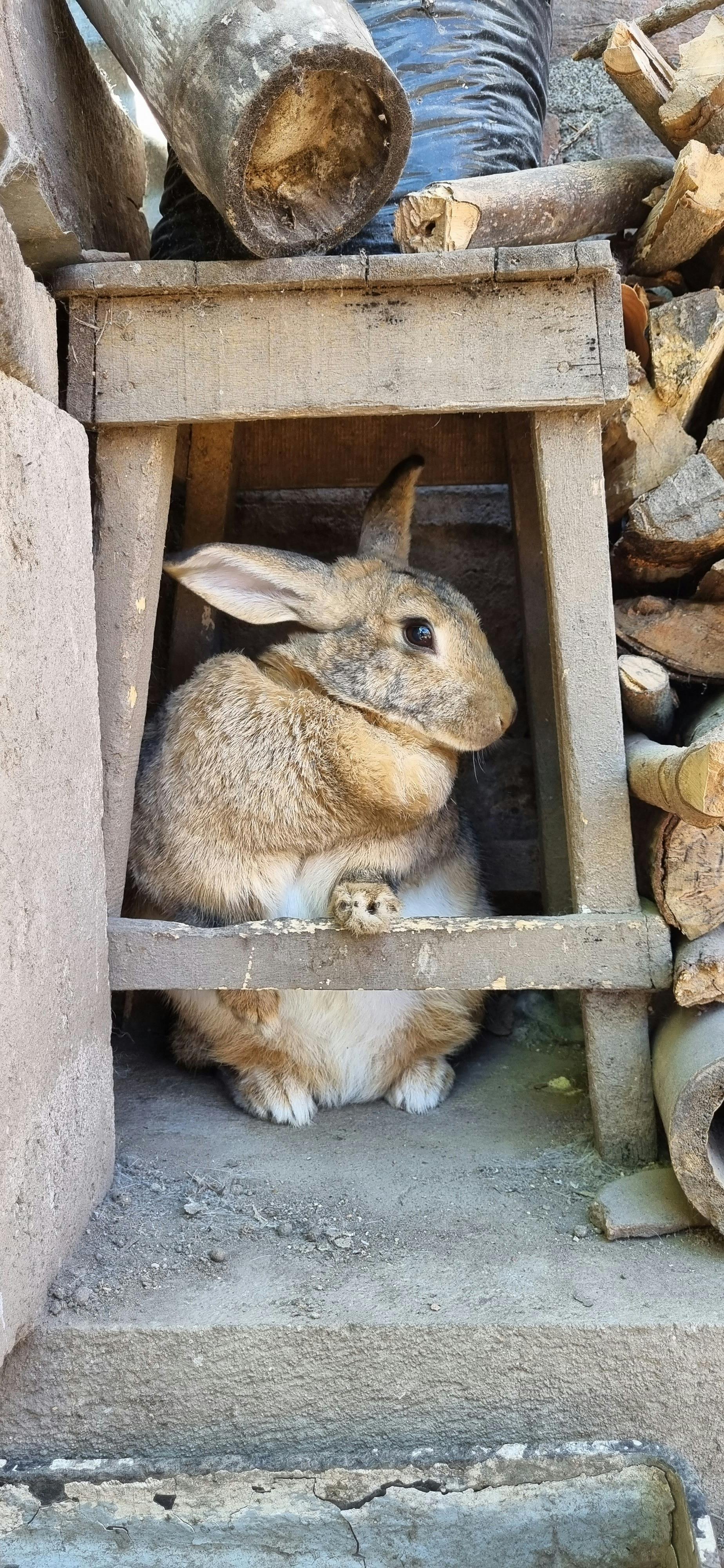 Healthy Rabbits
